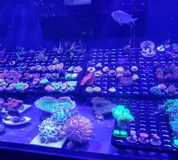 Norcal Corals (Redding,&nbspCA)